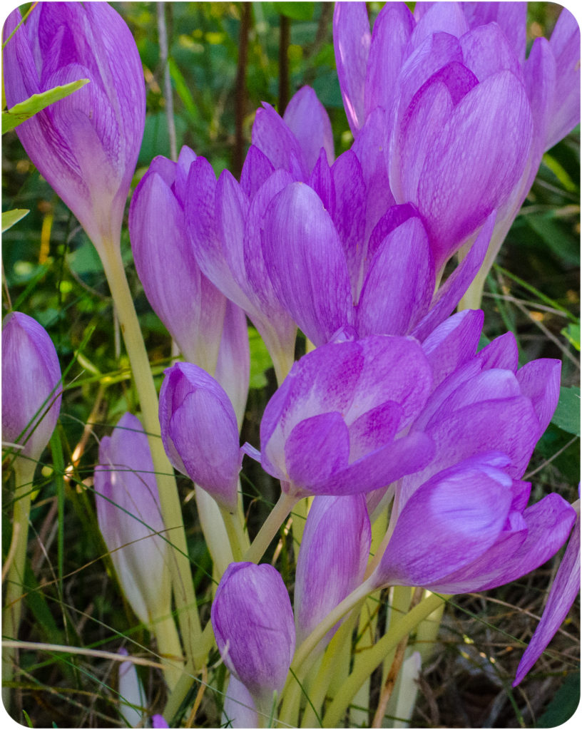 Autumn Crocus