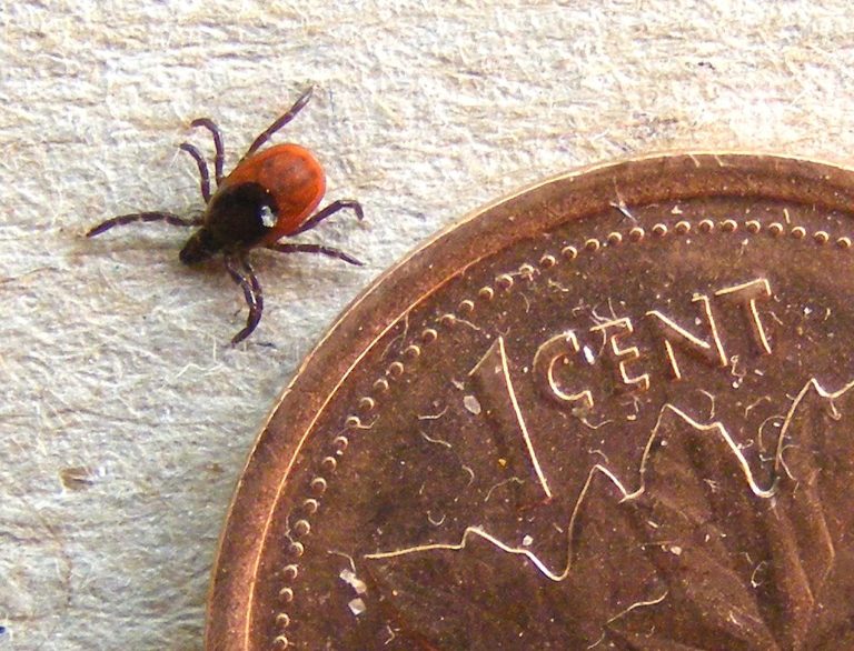 tick identification northern california
