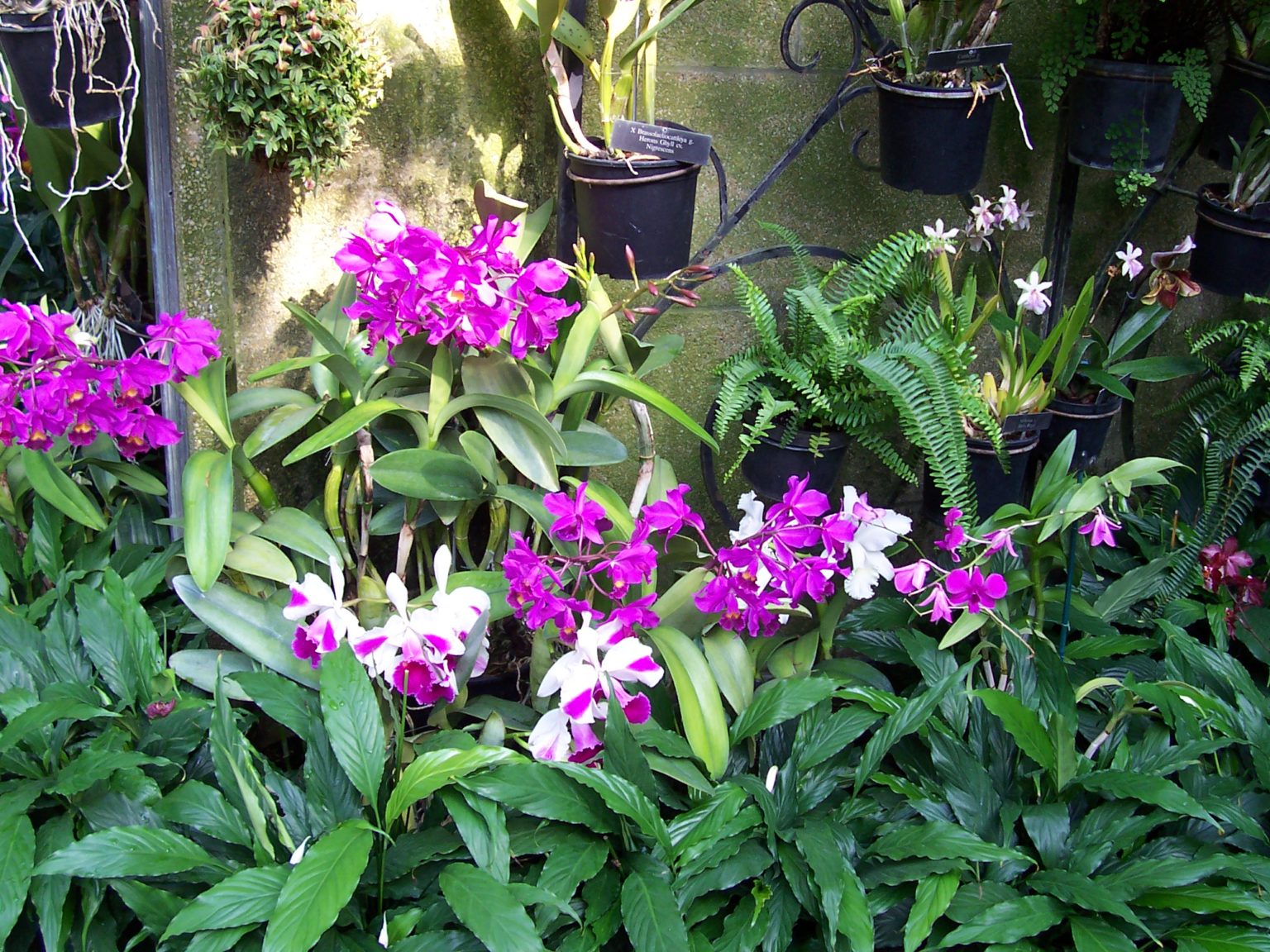 Orchid Care For Beginners